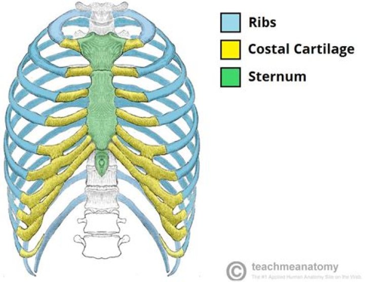 Where is costal cartilage?
