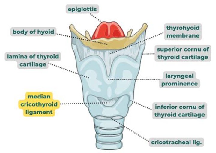 Where is cricoid cartilage located?