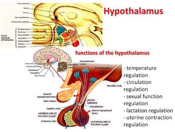 Where is lateral hypothalamic area?
