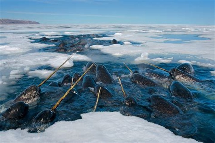 Where to find narwhals?