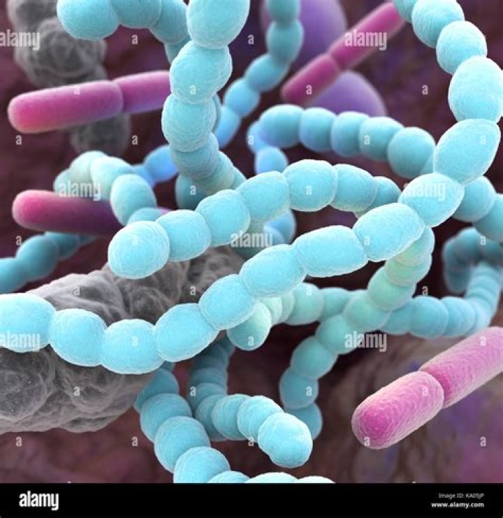 Which bacteria cause halitosis?