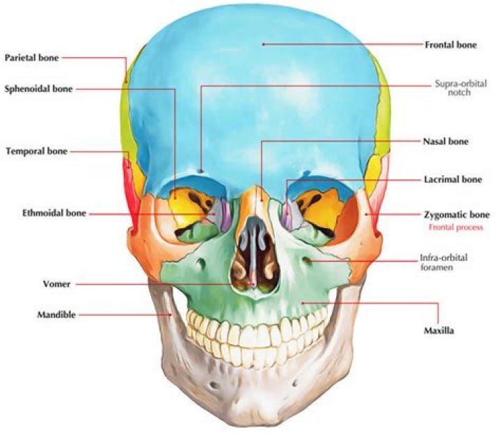 Which bones form the zygomatic arch?