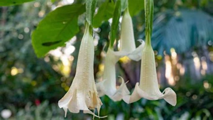 Which flower is shaped like a trumpet?