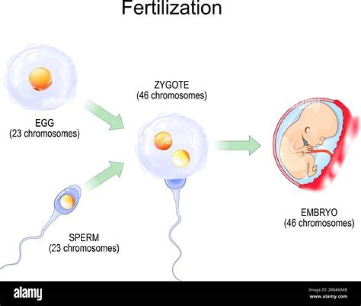 Which period begins when a sperm fertilizes an egg?