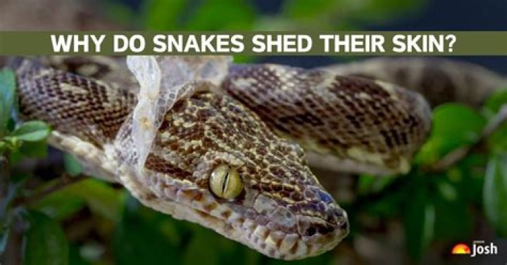 Which snake remove skin?