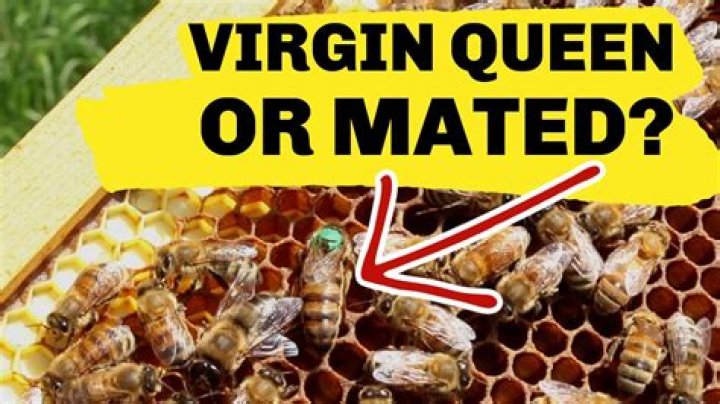Who mate with the queen bee?