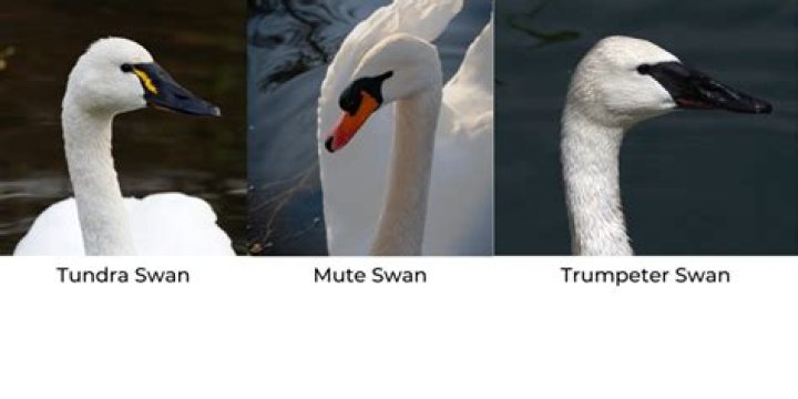 Why are trumpeter swan important?