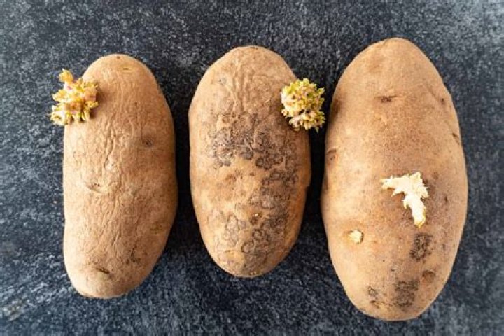 Why do russet potatoes turn black?