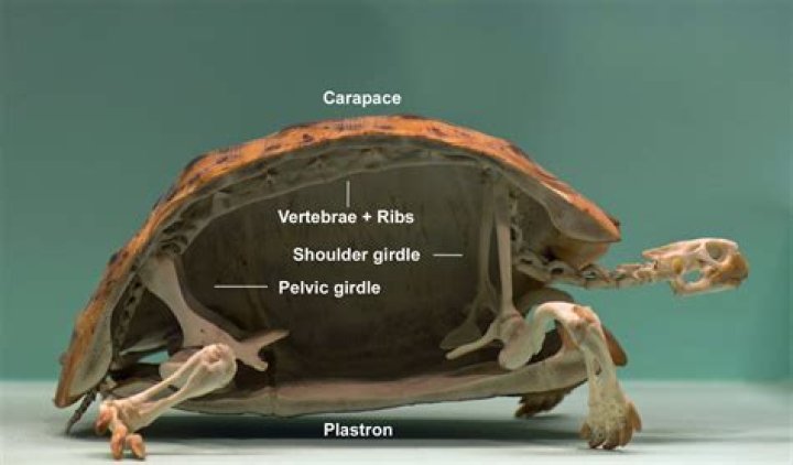 Why is a carapace useful to a tortoise?