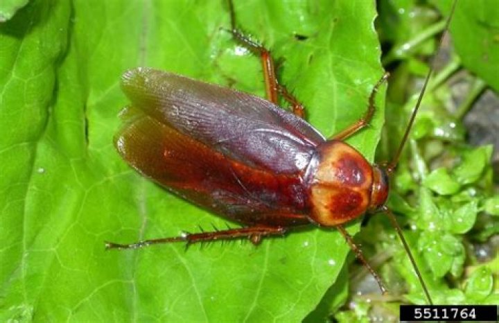 Why is blattodea important?