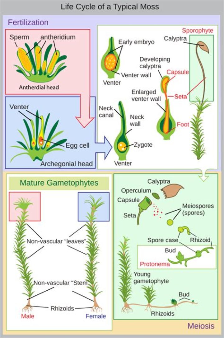 Why is funaria a thallophyta?