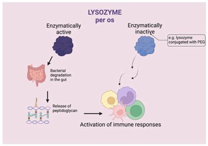 Why lysozyme is present in tears?