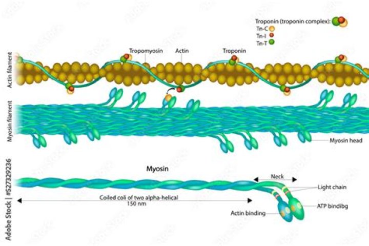 Why must tropomyosin cover the thin filament?