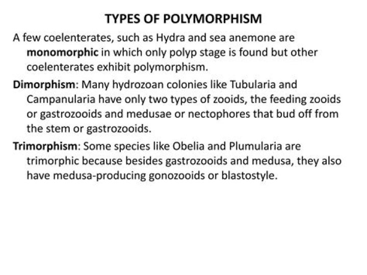 Why obelia called trimorphic?