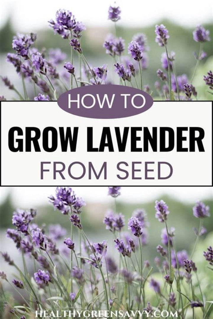 Will lavender grow all year round?