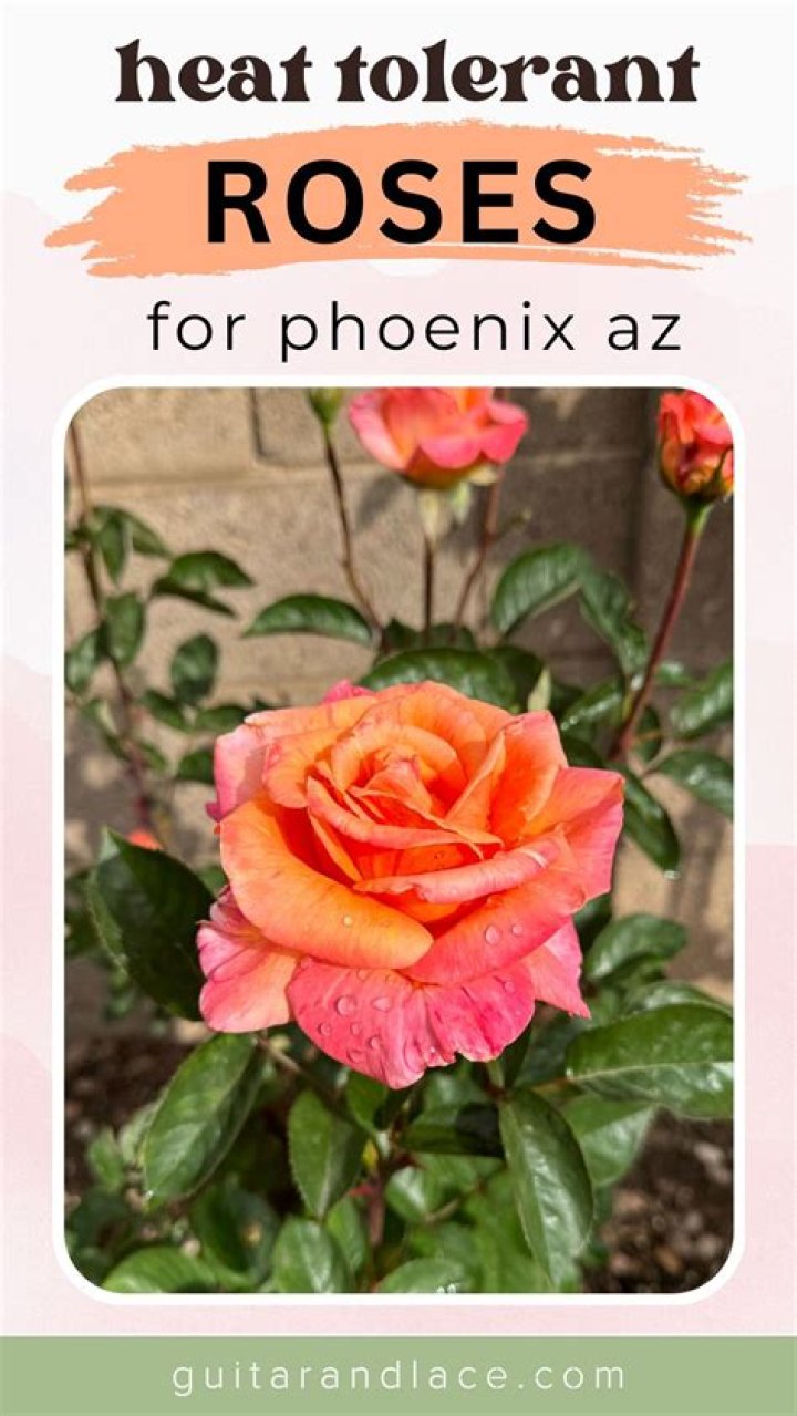 Will manzanita grow in phoenix?