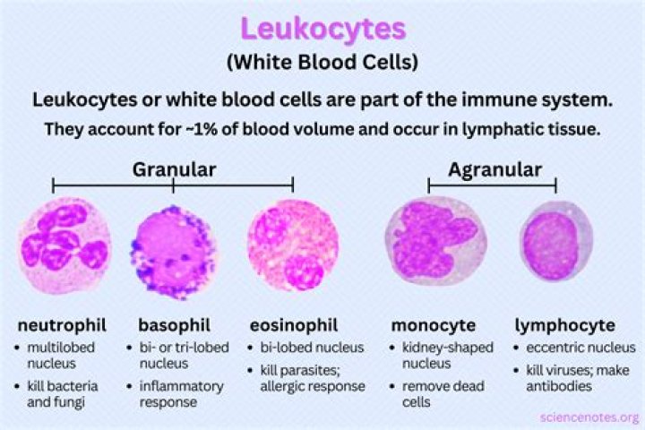 Will yeast infection cause leukocytes in urine?